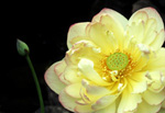 Lotus and bud
